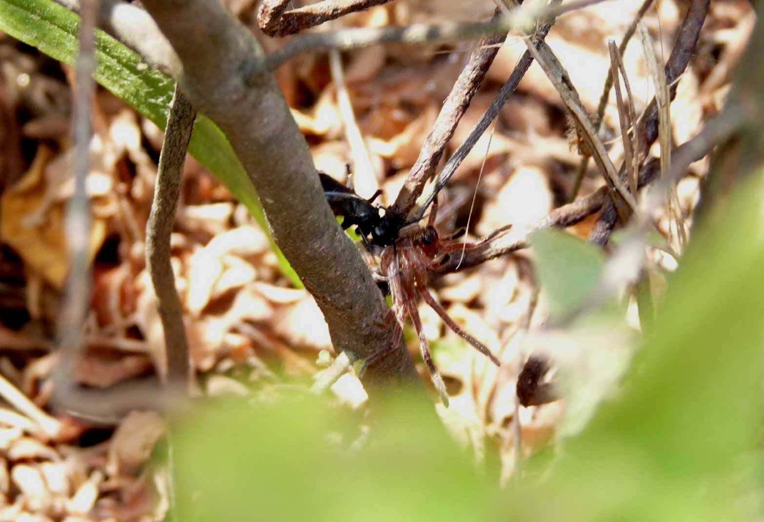 Pompilidae con Olios argelasius